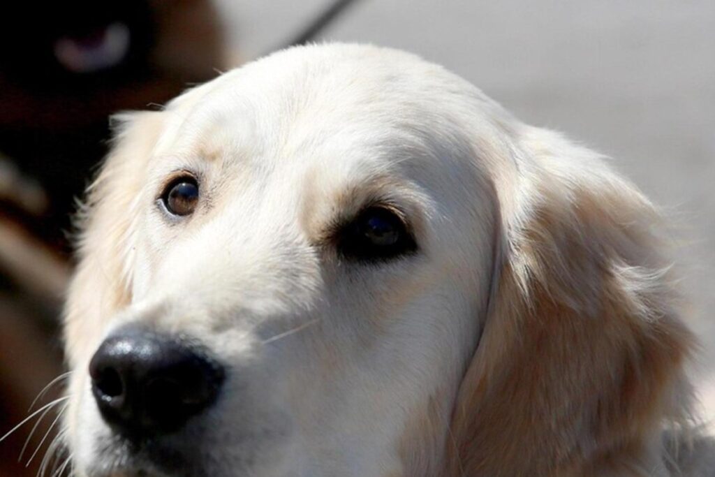 Il cane le fa trovare il marito “scomparso“: dissanguato in giardino per colpa della motosega, nella foto Un cane