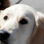 Il cane le fa trovare il marito “scomparso“: dissanguato in giardino per colpa della motosega, nella foto Un cane