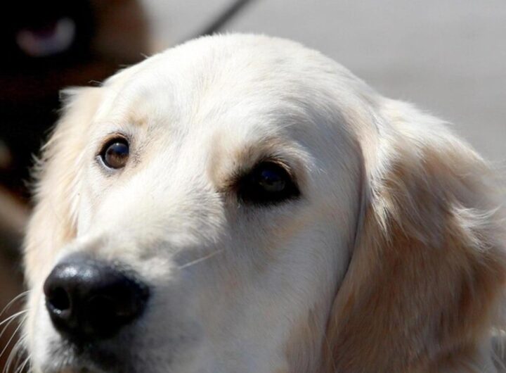 Il cane le fa trovare il marito “scomparso“: dissanguato in giardino per colpa della motosega, nella foto Un cane