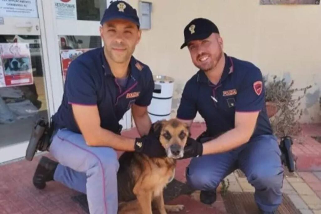 cane salvato a sassari