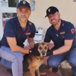 cane salvato a sassari