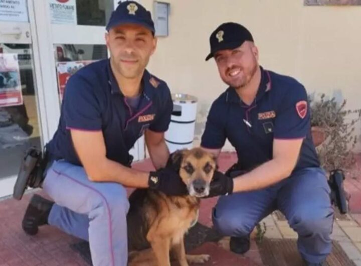 cane salvato a sassari