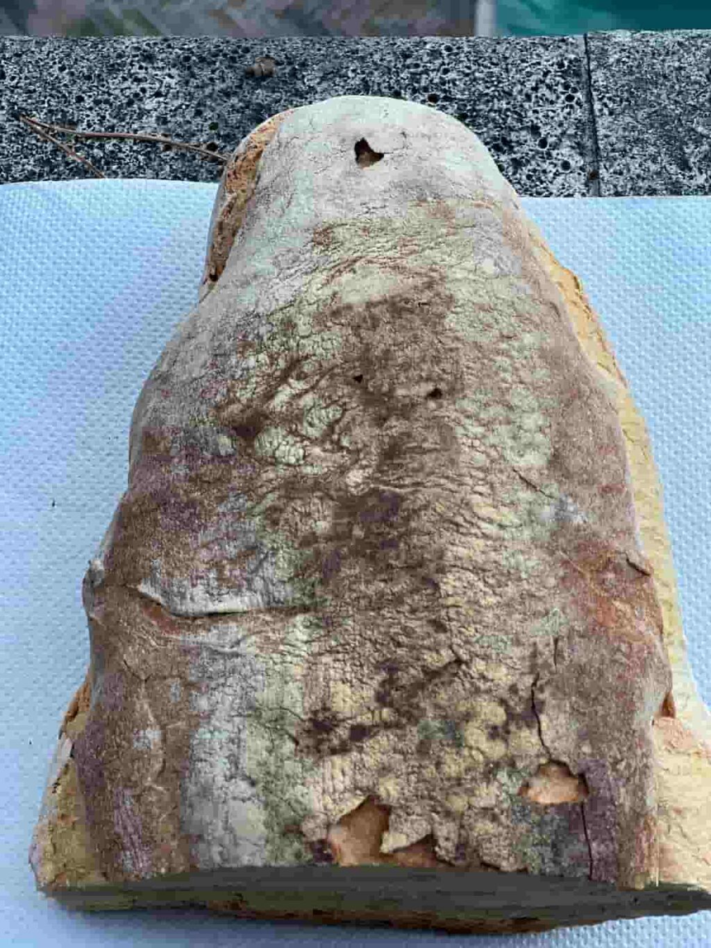 La voglia di pane, pasta, patate è nel nostro DNA forse da 800.000 anni, ben prima quindi dell’homo sapiens, nella foto un filone di pane