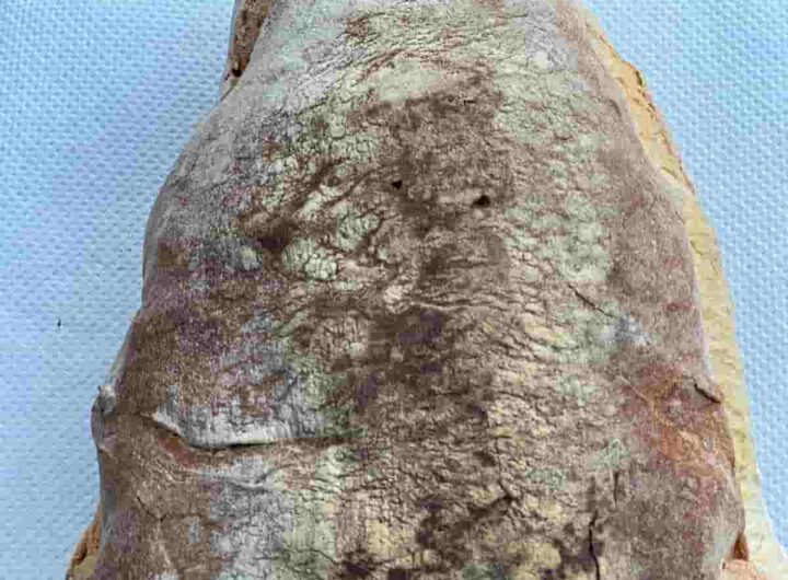 La voglia di pane, pasta, patate è nel nostro DNA forse da 800.000 anni, ben prima quindi dell’homo sapiens, nella foto un filone di pane