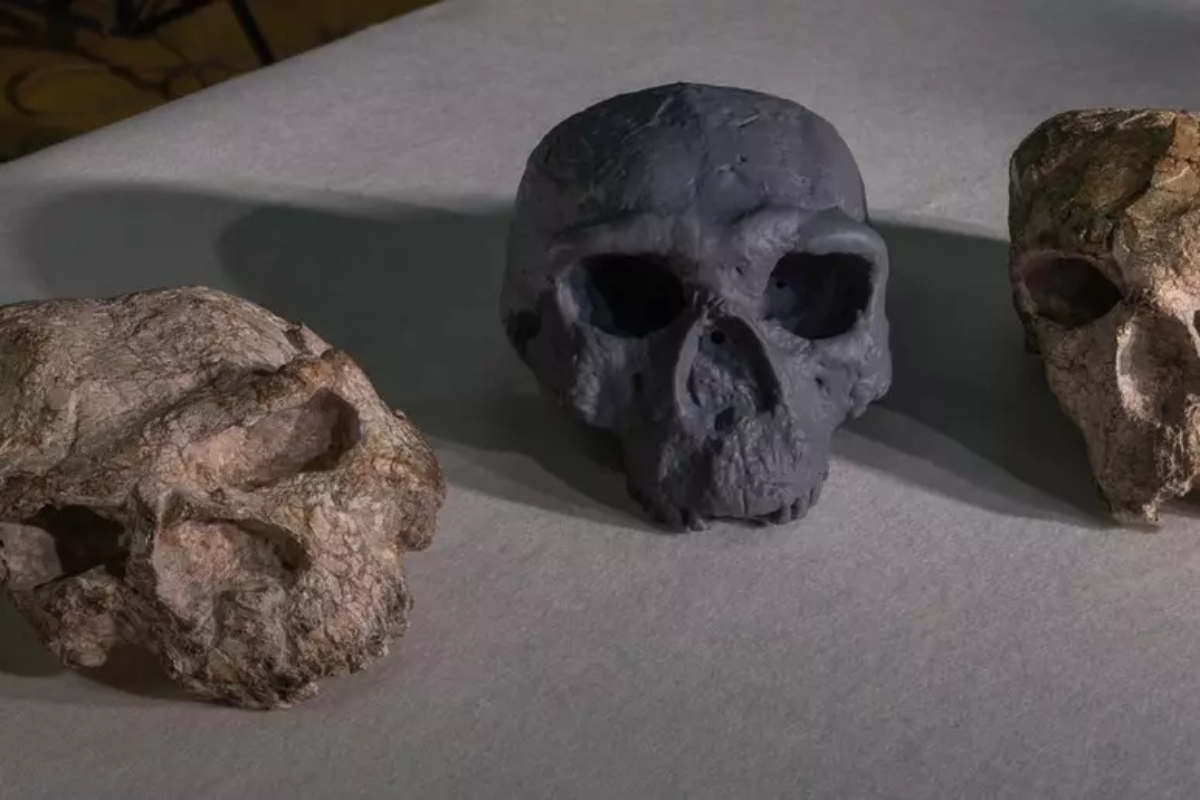 ricostruzione 3d fossile cranio
