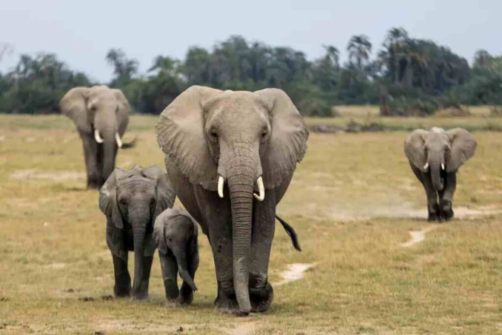 Elefante uccide 25enne in Kenya