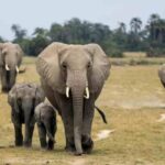 Elefante uccide 25enne in Kenya