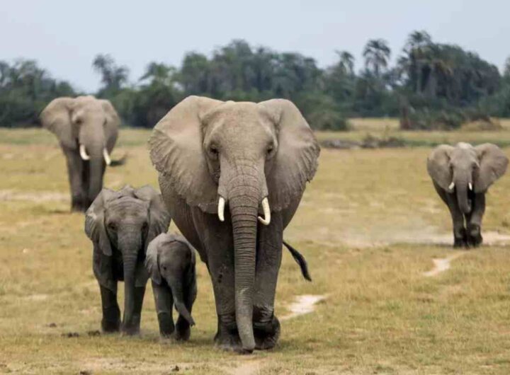 Elefante uccide 25enne in Kenya