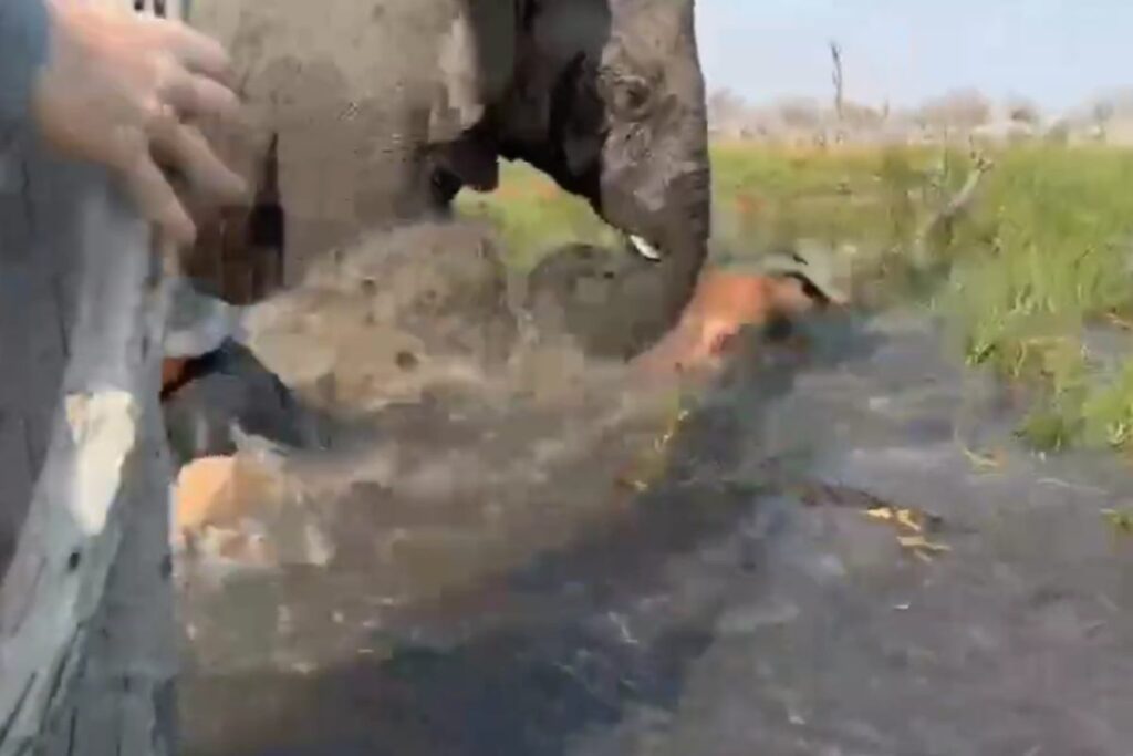 elefante carica turisti