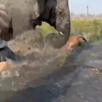 elefante carica turisti