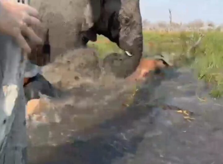 elefante carica turisti