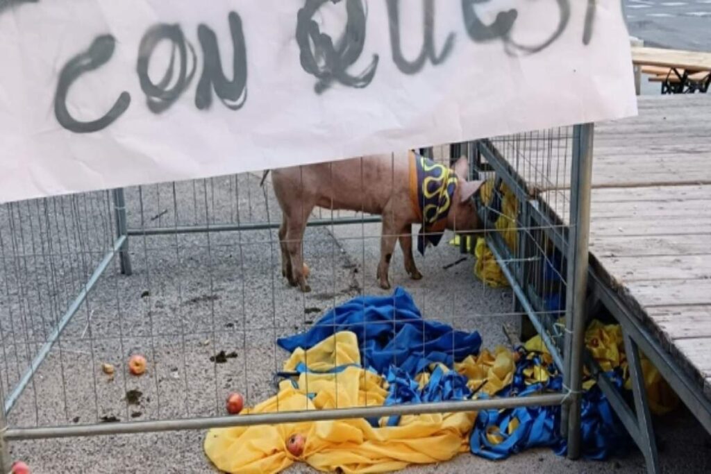 maiale lasciato ad arezzo dentro gabbia