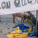 maiale lasciato ad arezzo dentro gabbia