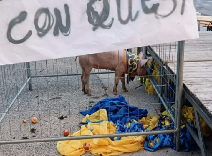 maiale lasciato ad arezzo dentro gabbia