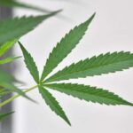 Piantina di marijuana