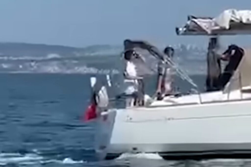 orche attaccano barca a vela