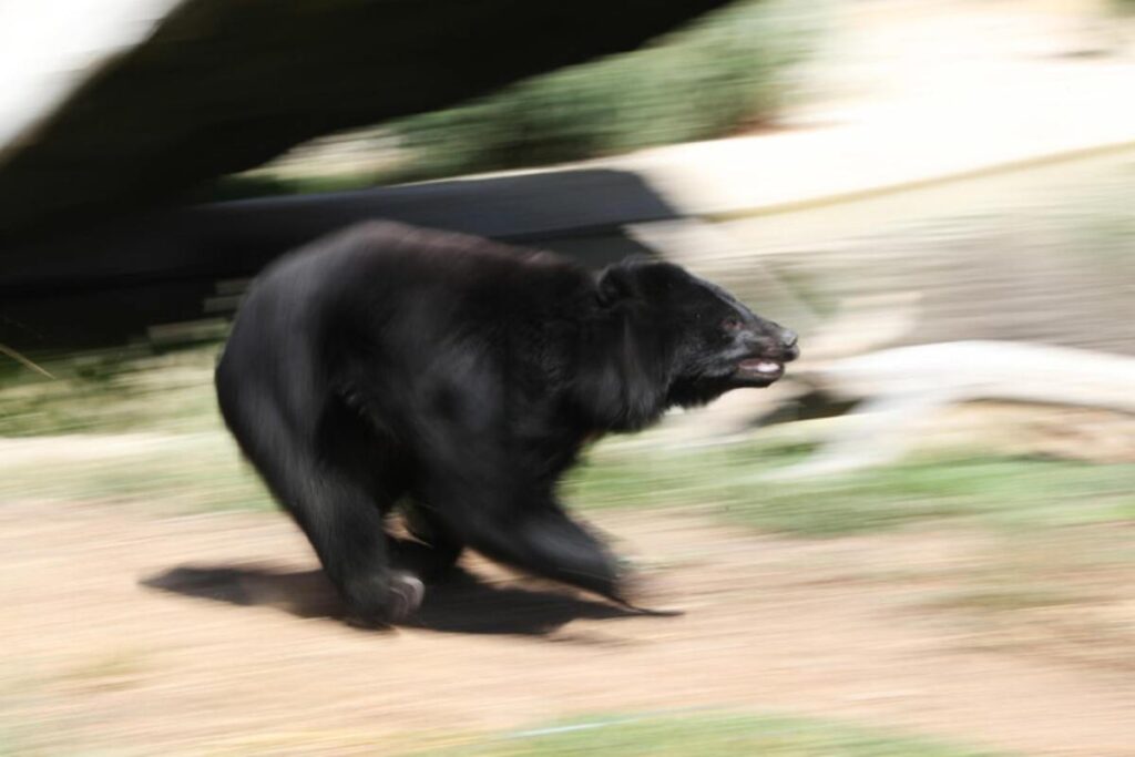 orso corre