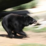 orso corre