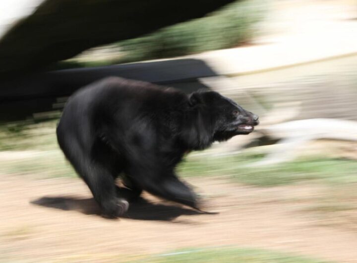 orso corre