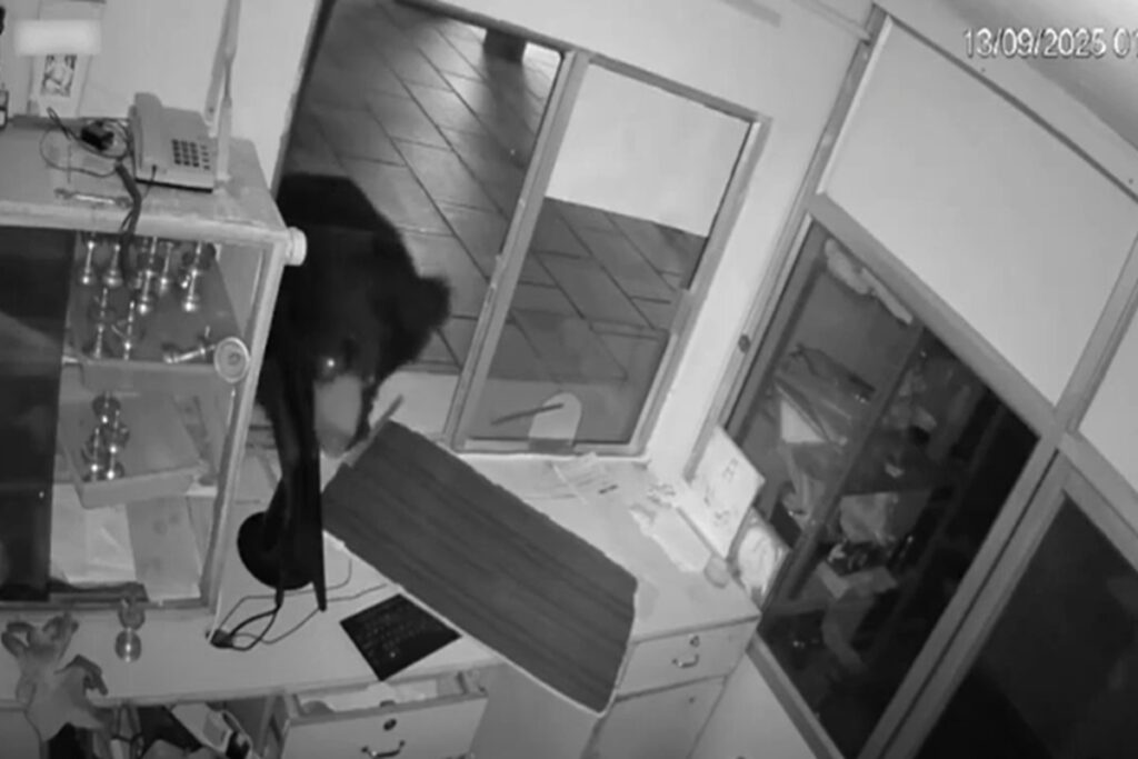 Il video dell'orso che entra in un tempio indiano in cerca di cibo