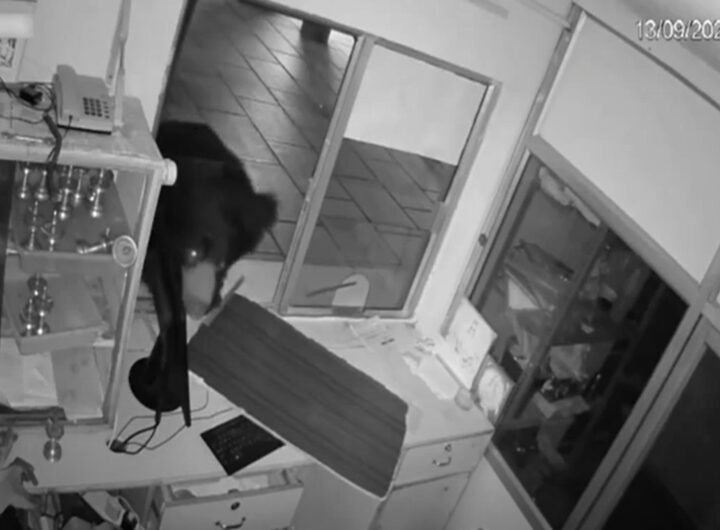 Il video dell'orso che entra in un tempio indiano in cerca di cibo