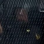 poliziotto gesto sessista