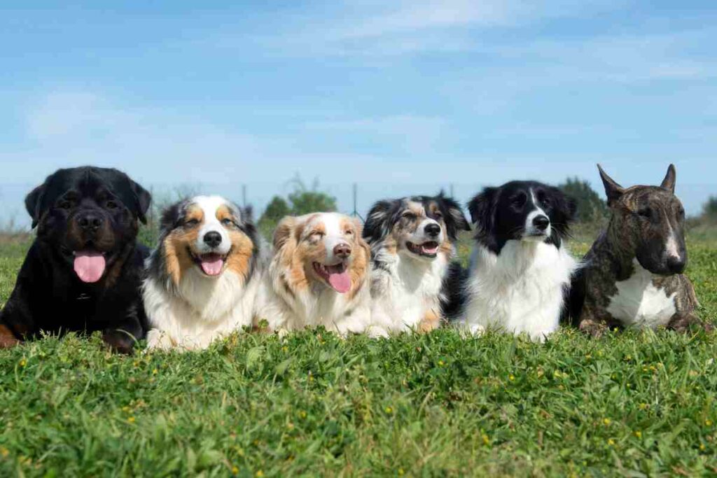 Italiani in rivolta, proposta una tassa sui cani per residenti e turisti