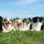 Italiani in rivolta, proposta una tassa sui cani per residenti e turisti