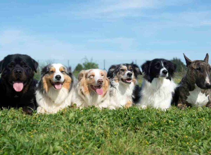 Italiani in rivolta, proposta una tassa sui cani per residenti e turisti