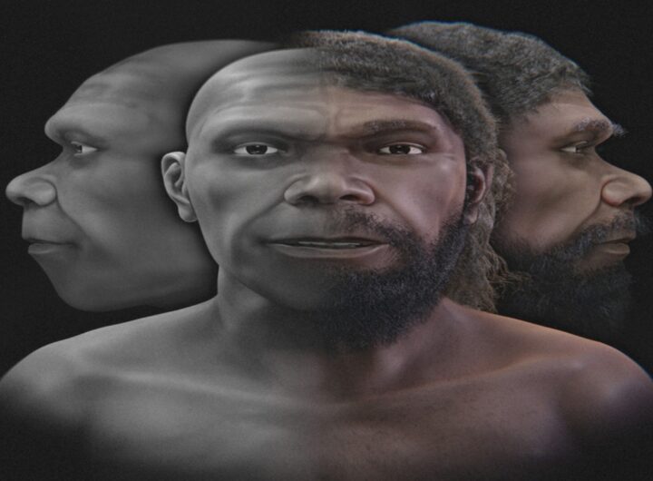 ricostruzione volti ominidi