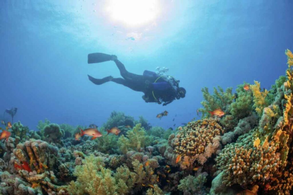 La scoperta è avvenuta grazie alle ricerche condotte a bordo della nave Gaia Blu del CNR, il cui team ha esplorato il suggestivo e poco conosciuto Canyon Dohrn.