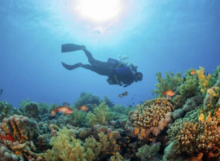 La scoperta è avvenuta grazie alle ricerche condotte a bordo della nave Gaia Blu del CNR, il cui team ha esplorato il suggestivo e poco conosciuto Canyon Dohrn.
