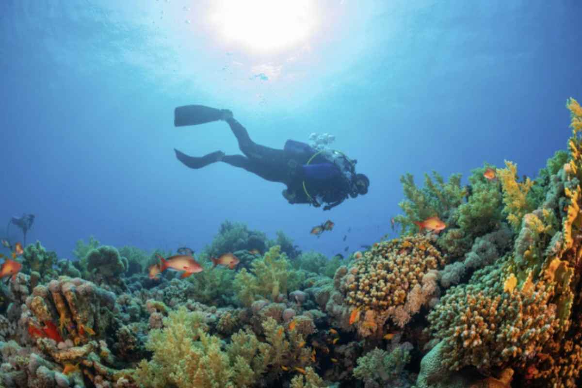 C’è una nuova barriera corallina in Italia, la scoperta quasi per caso: uno spettacolo unico