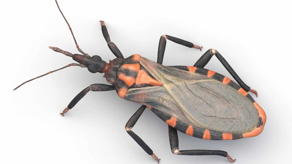 “Kissing bug”, cimice del bacio, non per amore, morde e porta una terribile malattia