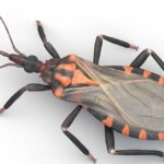 “Kissing bug”, cimice del bacio, non per amore, morde e porta una terribile malattia