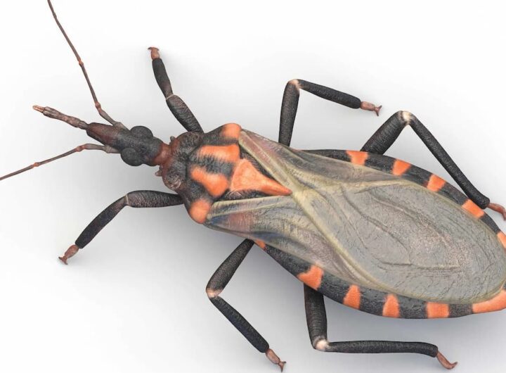 “Kissing bug”, cimice del bacio, non per amore, morde e porta una terribile malattia