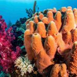 L’Italia nasconde una barriera corallina