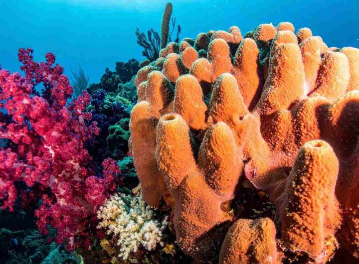 L’Italia nasconde una barriera corallina