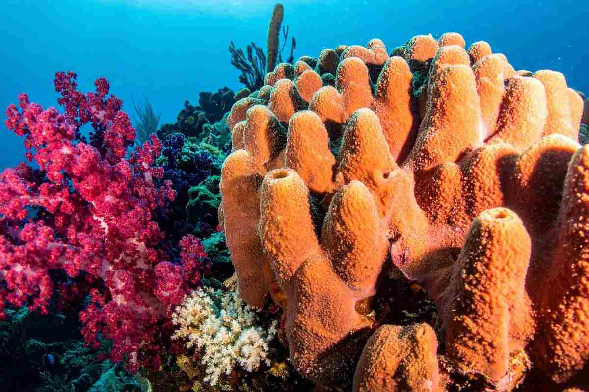 Non serve volare ai Caraibi, l’Italia nasconde una barriera corallina mozzafiato: ecco dove