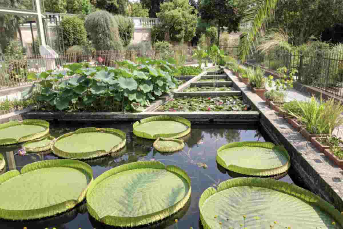 Negli ultimi anni, alcuni giardini botanici italiani hanno introdotto esperienze innovative, combinando la scoperta delle piante con la musica