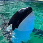 oraca lolita Seaquarium