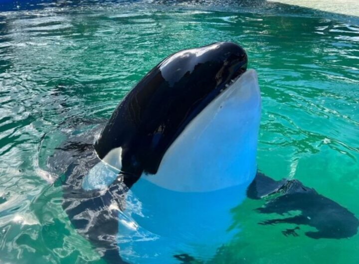 oraca lolita Seaquarium