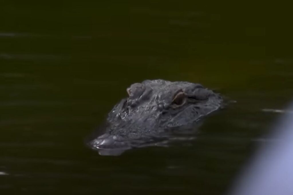 Alligatore in acqua