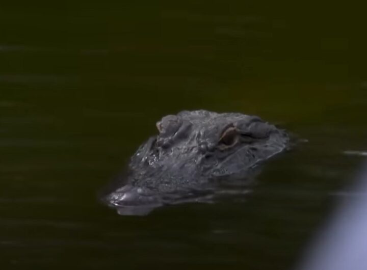 Alligatore in acqua