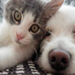 Cane e gatto