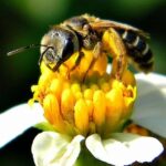 Api rapinatrici, in autunno scatenate in cerca di miele: ecco perché succede e i rischi