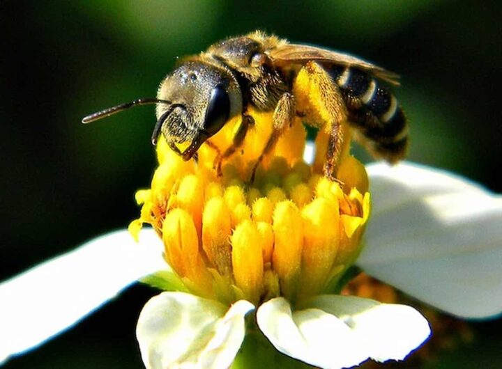 Api rapinatrici, in autunno scatenate in cerca di miele: ecco perché succede e i rischi