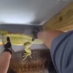 arresto iguana