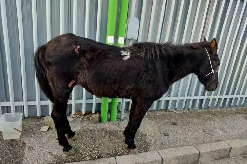 cavallo ferito
