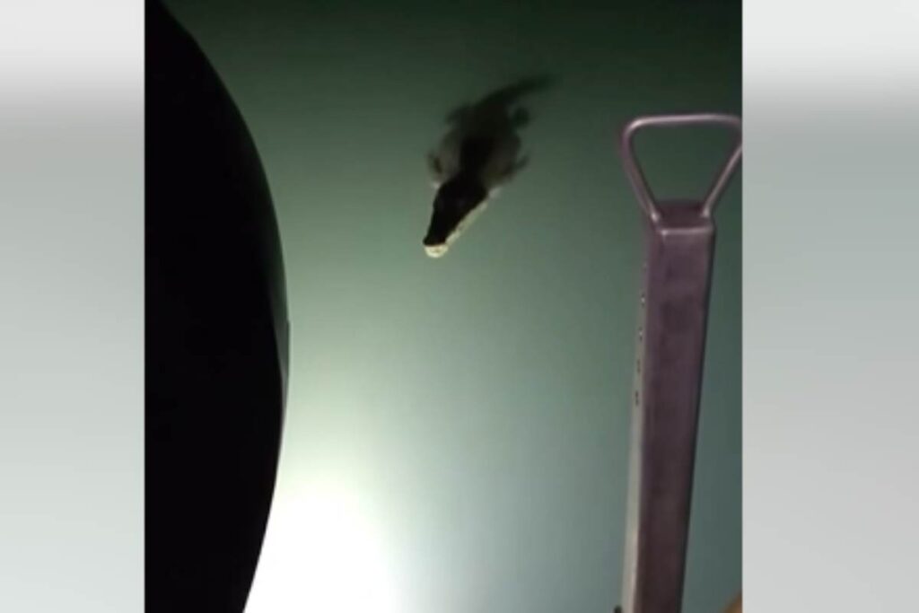 coccodrilli pescatore